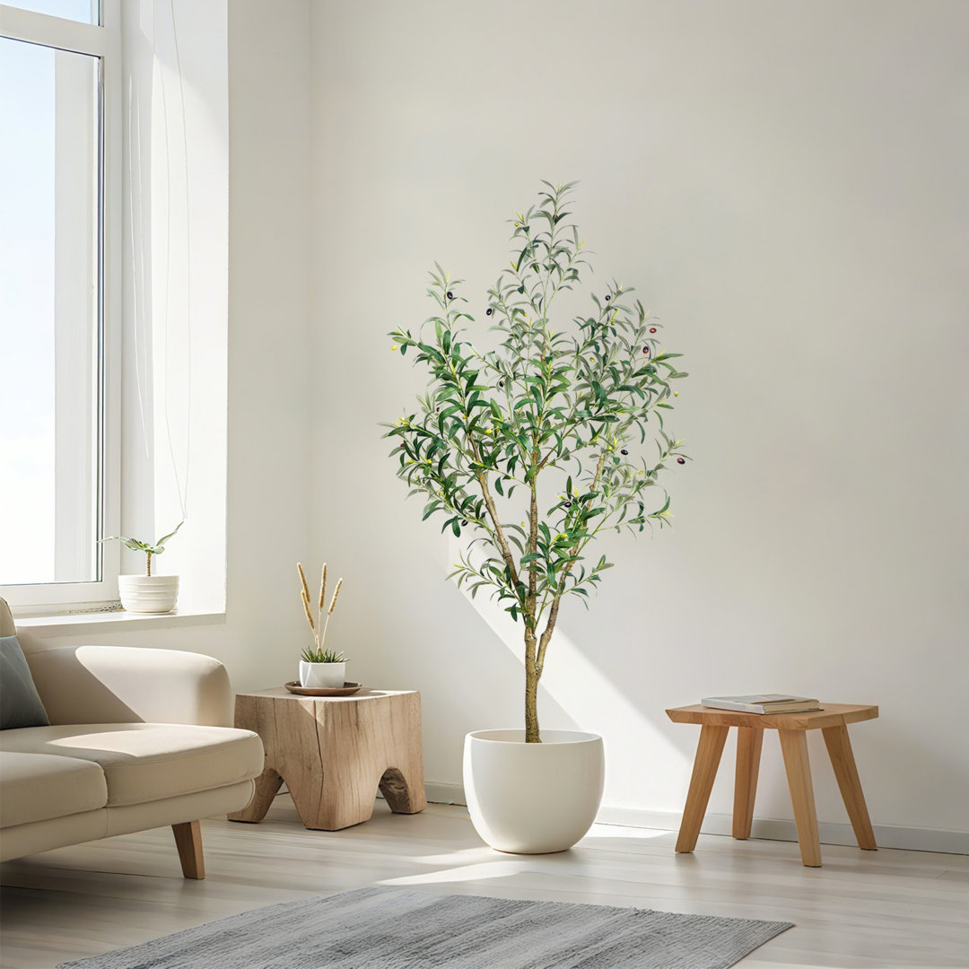 Olive Tree